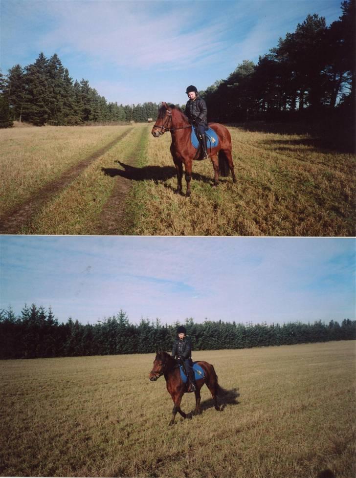 New Forest Twist - på vores mark.. billede 6