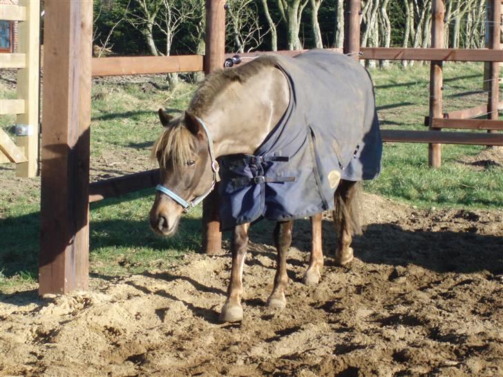 DSP Jolene billede 14