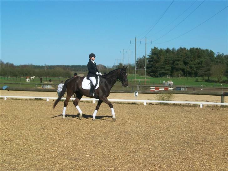 Trakehner Knobelsdorff - stævne kongsvad 18 april 2009 billede 11