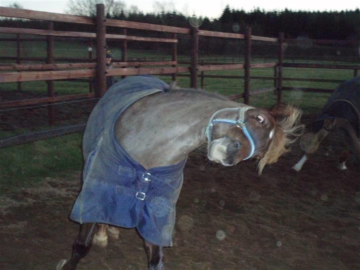 DSP Jolene billede 15