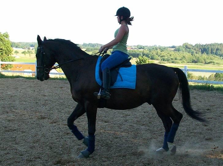 Trakehner Knobelsdorff - træning juli 2008 billede 12