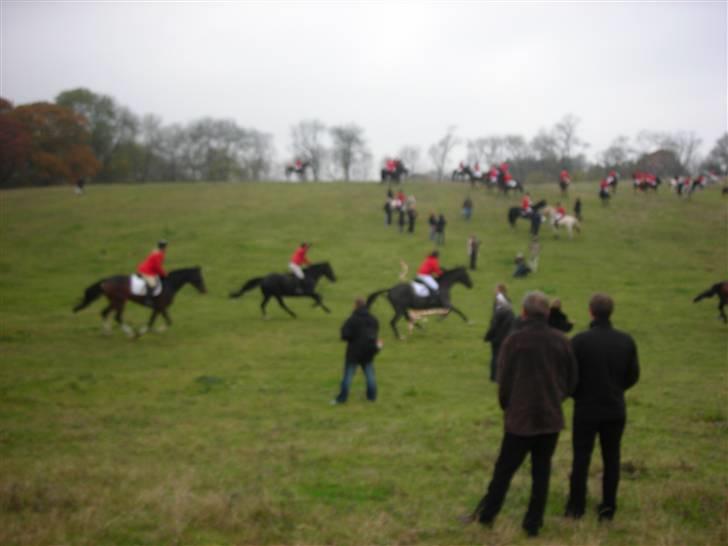 Trakehner Knobelsdorff - hubertusjagt moesgaard 2009 vi er forrest til højre i fuld gallop billede 13