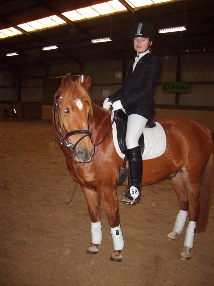 Anden særlig race  Fighter *SOLGT* - stævne. 1 år siden (; billede 14