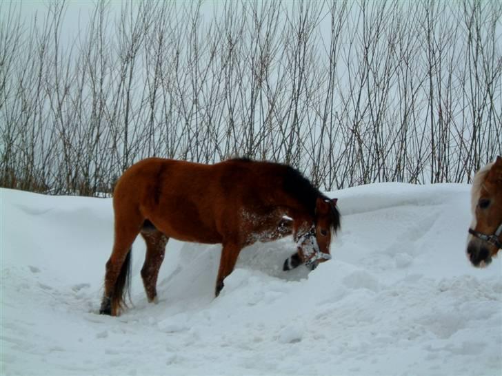 Anden særlig race Melody - JUBIIII   !!!!!! billede 5
