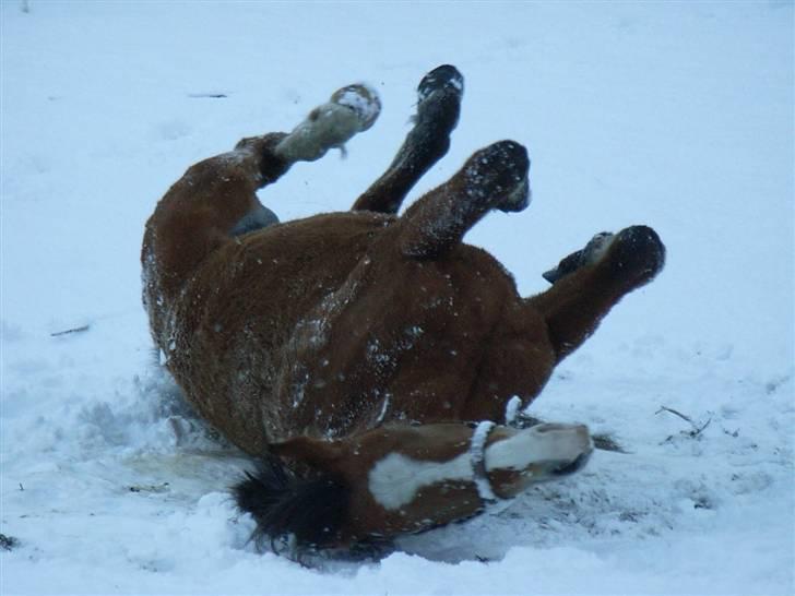 Anden særlig race Melody - Sne er godt!!! billede 6