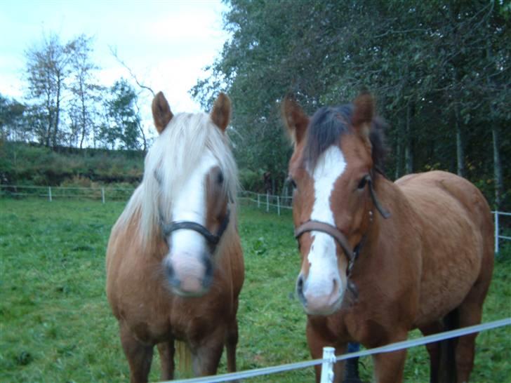 Anden særlig race Melody - Melody med sin mor Fie billede 7