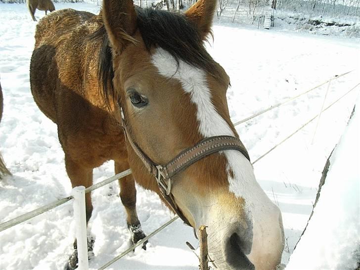 Anden særlig race Melody - Hvad er det nu ??? billede 9