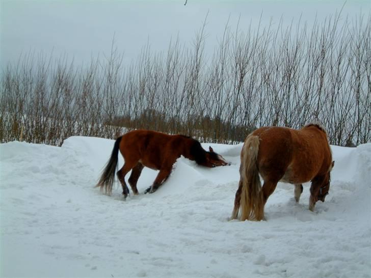 Anden særlig race Melody - Det er så dejlig kold !!! billede 10