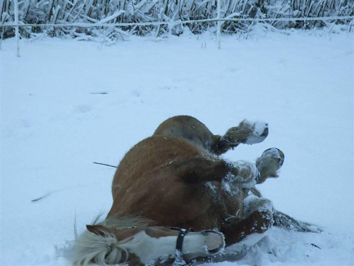 Tyroler Haflinger Fie  - Det er dejligt at få renset sin pels billede 6