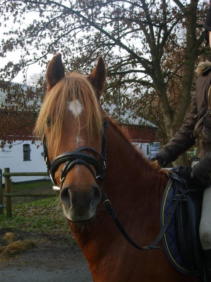 Anden særlig race  Fighter *SOLGT* - (: billede 15
