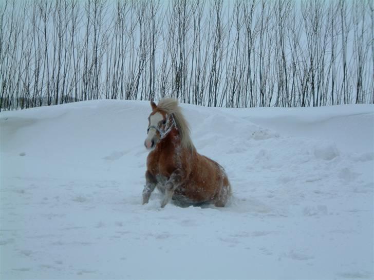 Tyroler Haflinger Fie  - opse dasse billede 7