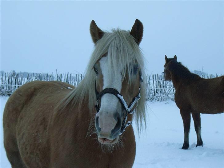 Tyroler Haflinger Fie  - Hej med dig billede 8