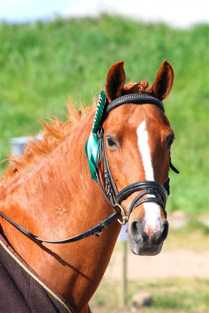 New Forest Catharina - sommer 08 - HDR 1 afd. - første stævne med tøsen billede 1