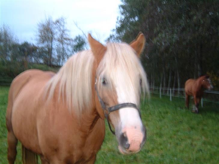 Tyroler Haflinger Fie  - Fie billede 9