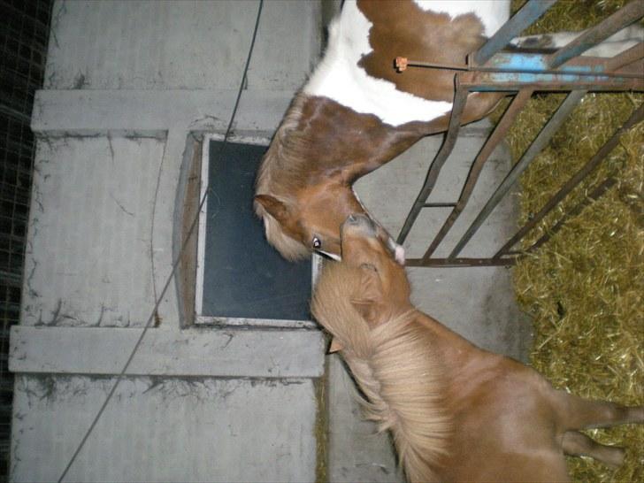 Anden særlig race Dolly - Dolly&Walter(: billede 16