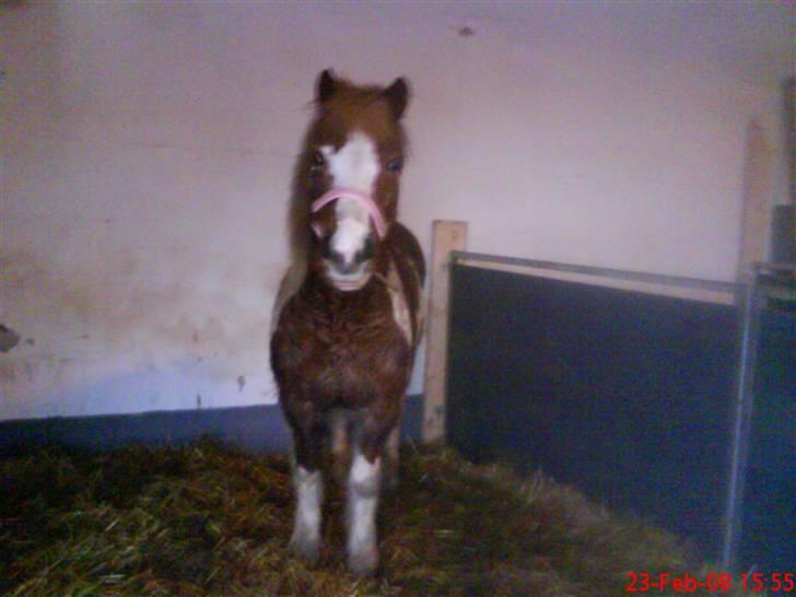 Anden særlig race Dolly billede 17