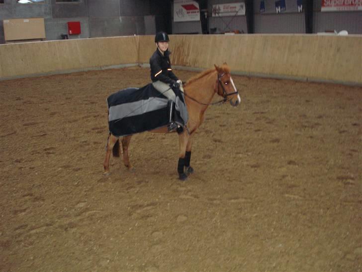 New Forest Catharina - vinter 08 billede 8