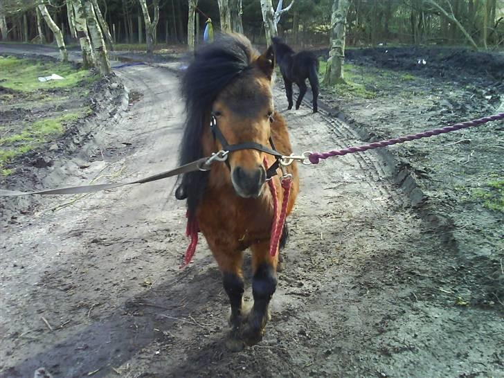 Shetlænder Spivrit (Solgt) billede 8