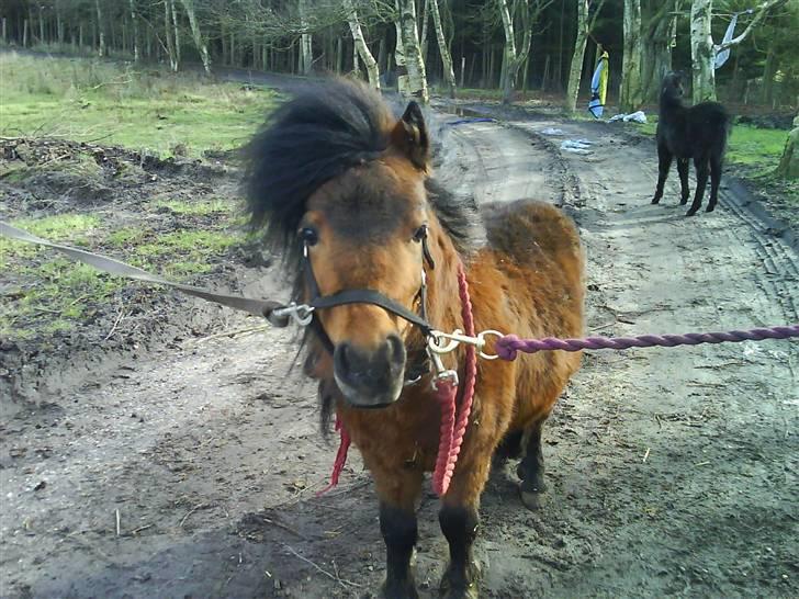Shetlænder Spivrit (Solgt) billede 9