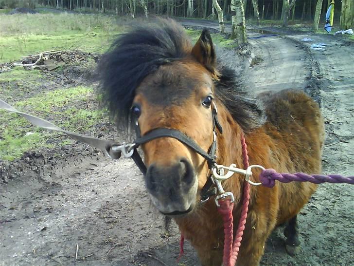 Shetlænder Spivrit (Solgt) billede 10