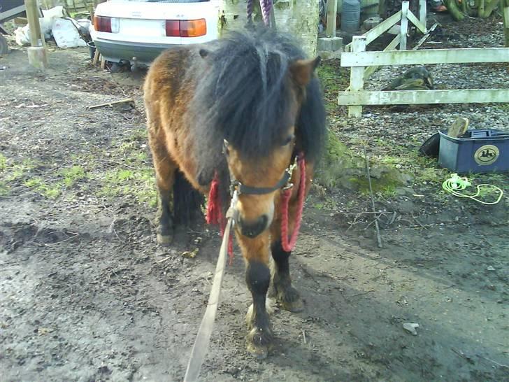 Shetlænder Spivrit (Solgt) billede 11