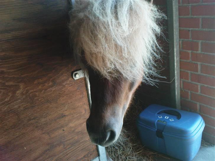 Shetlænder - Tango  †  Min engel!  † billede 6