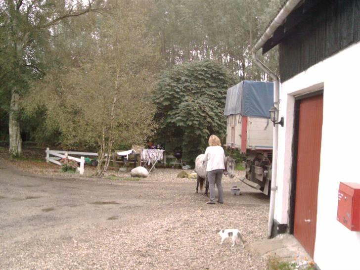 Shetlænder Munik (Solgt) billede 14