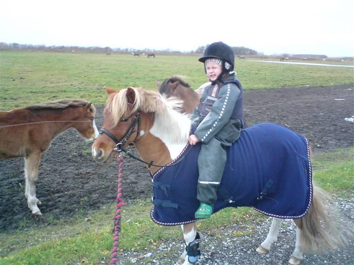 Shetlænder Hugo Boss*solgt* - De er så seje sammen billede 4