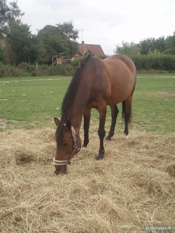 Anglo Araber (AA) | SGR´s Zarah (Savnet) billede 8