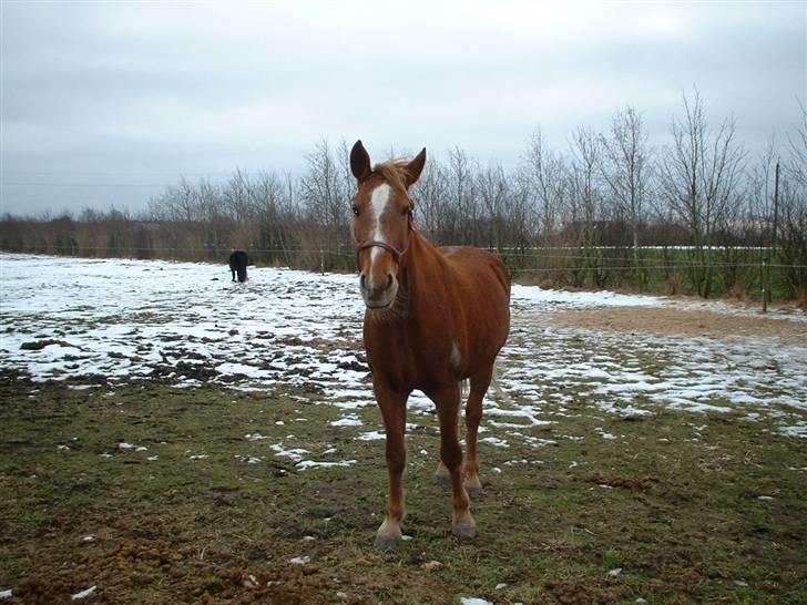 Anden særlig race Nikita solgt - det er så nikita billede 1
