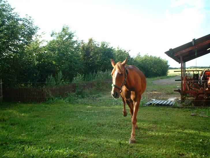 Anden særlig race Nikita solgt - ved du hvad kan du ikke bare gå? billede 2