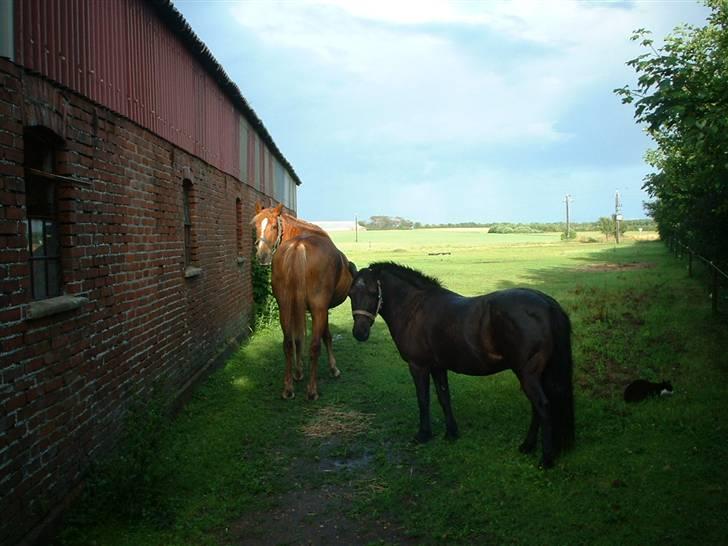 Anden særlig race Nikita solgt - det er mig og min ven blackie billede 3