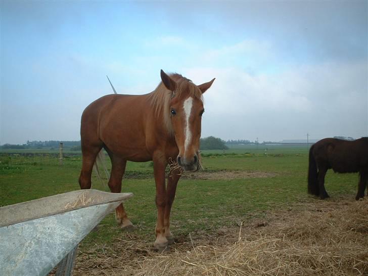 Anden særlig race Nikita solgt - så er der mad.. hehe billede 4