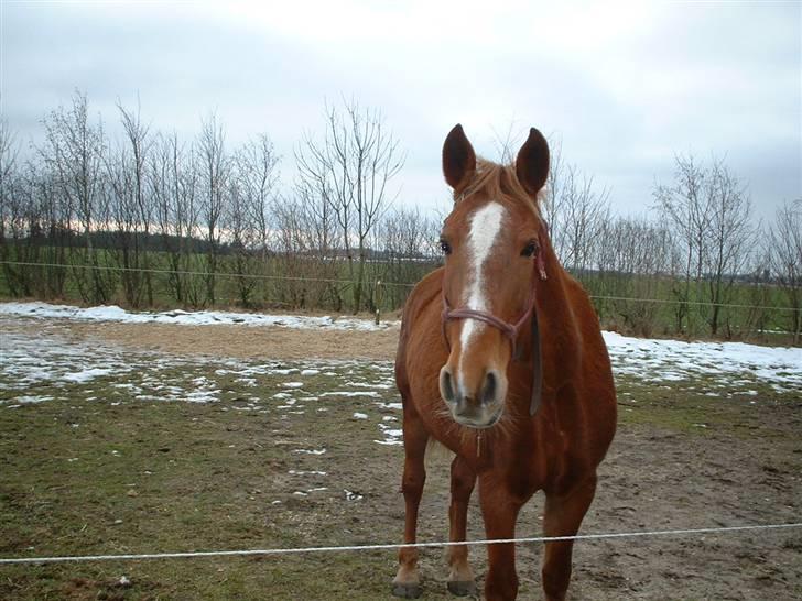 Anden særlig race Nikita solgt - jeg er smuk syntes du ikke det?.. billede 5