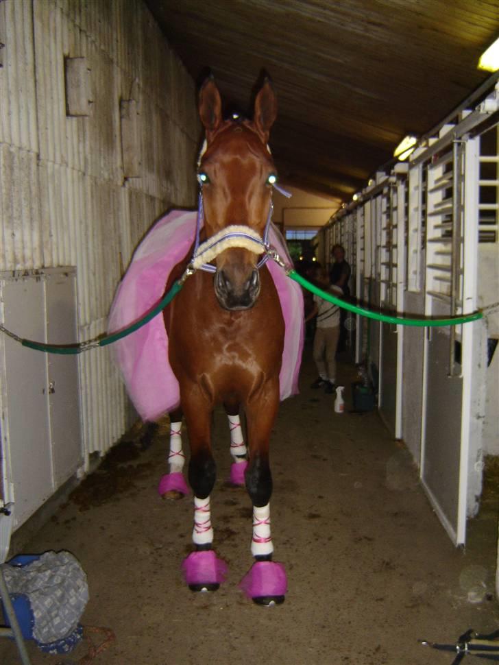 Dansk Varmblod Lexus Shabér billede 3