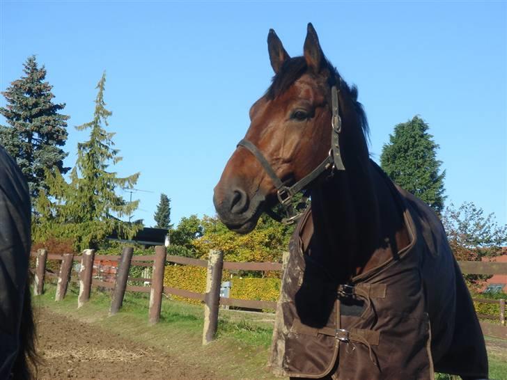 Oldenborg Baldrian (balder) - endu en hest så bliver jo 3. jubi billede 3