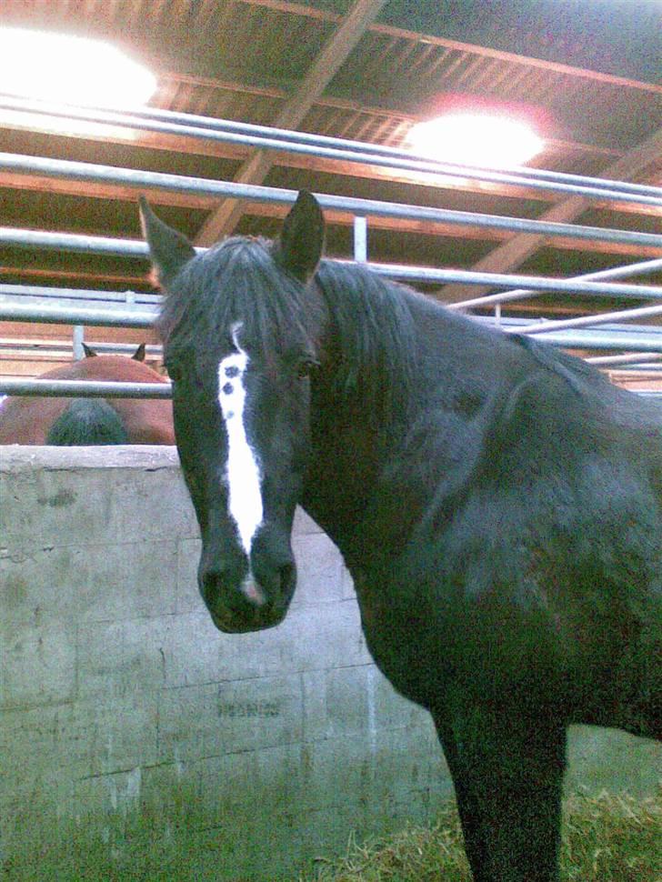 Anden særlig race Gambler - 1# Velkommen til Gambler´s profil<33 billede 1