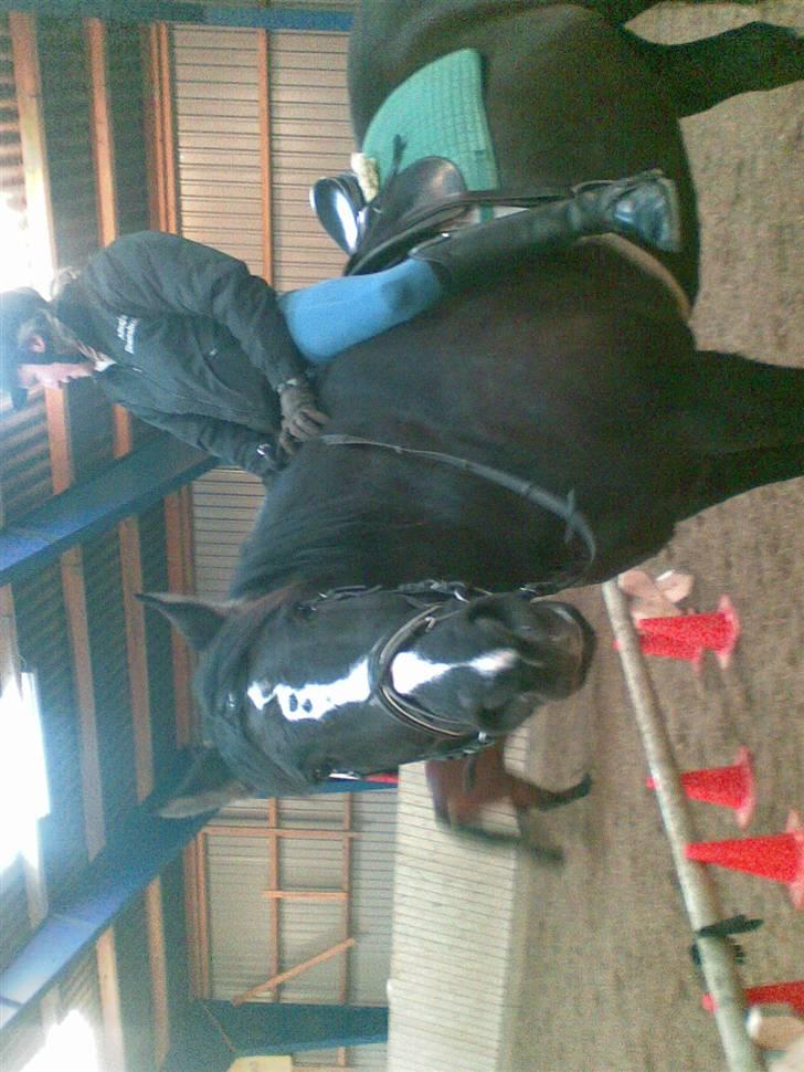 Anden særlig race Gambler - 5# Havde lige krammet dig og så¨var jeg skam gledet foran sadlen hehe der er fedt at sidde på han kigger jeg kigger bare væk hehe<333 billede 5