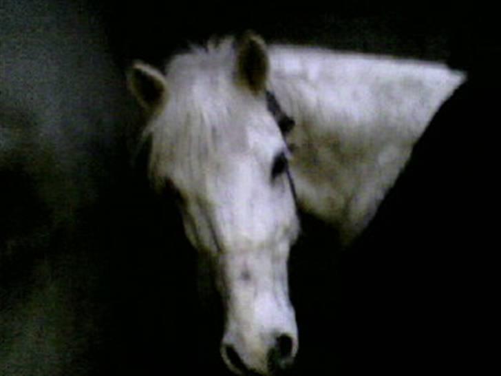 Anden særlig race Funny  <3  - Dine søde blikke i; <3 billede 15