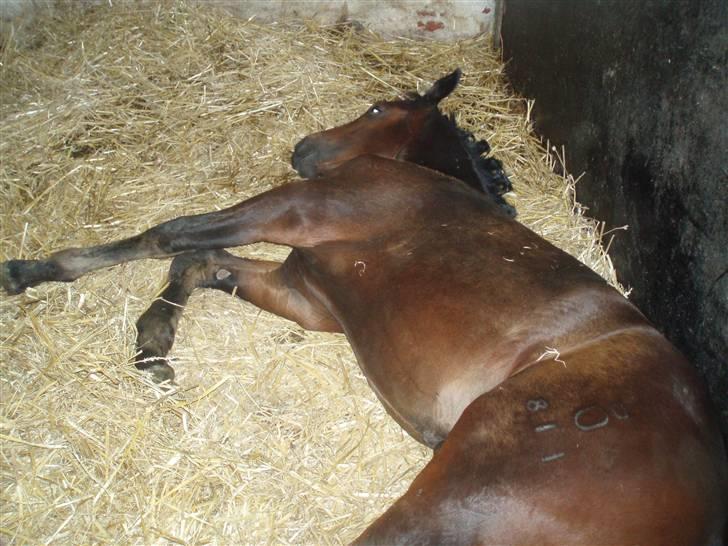 Oldenborg Mikado Vestermølle - en træt hingste man sover i sin boks billede 4