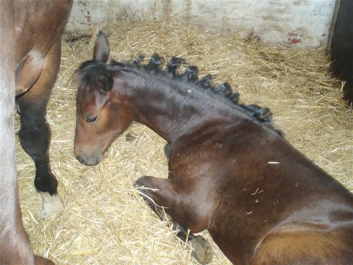 Oldenborg Mikado Vestermølle - her ligger han bare lige og tager en slapper ; han var vildt træt  billede 5