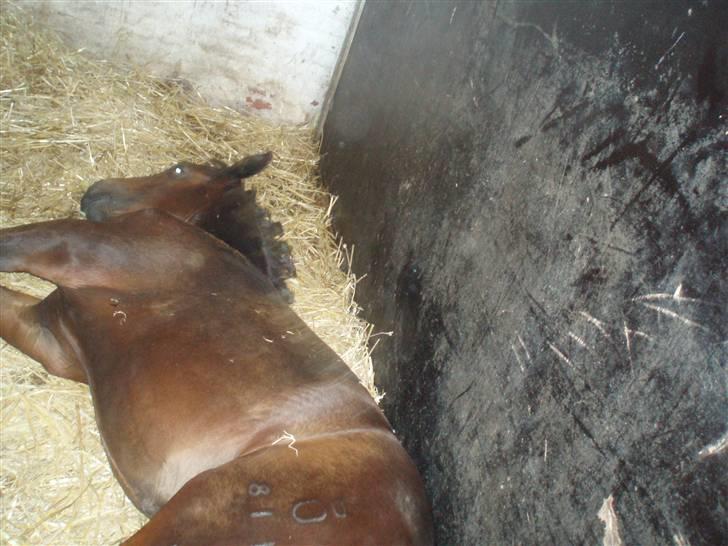 Oldenborg Mikado Vestermølle - Igen<33 billede 6