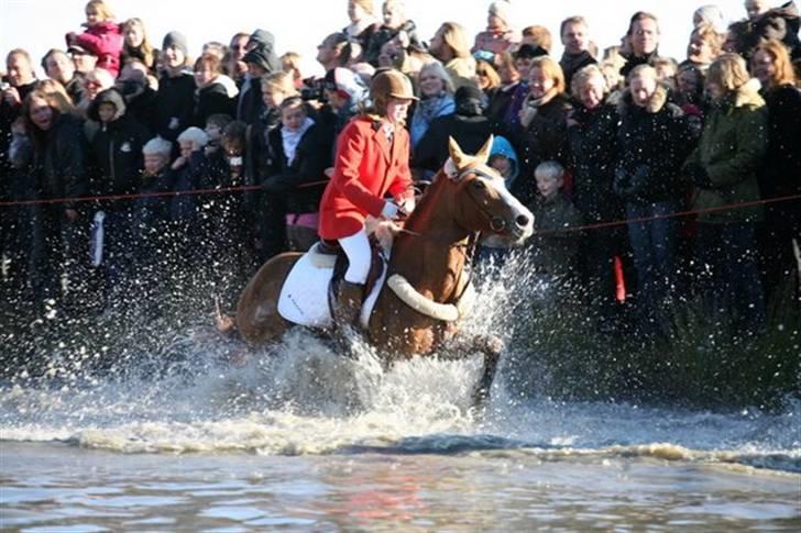 New Forest Telinas Thamara *SOLGT* - til hurbertusjagten billede 1