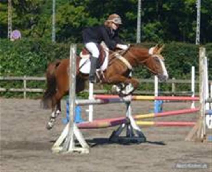 New Forest Telinas Thamara *SOLGT* - lb billede 3