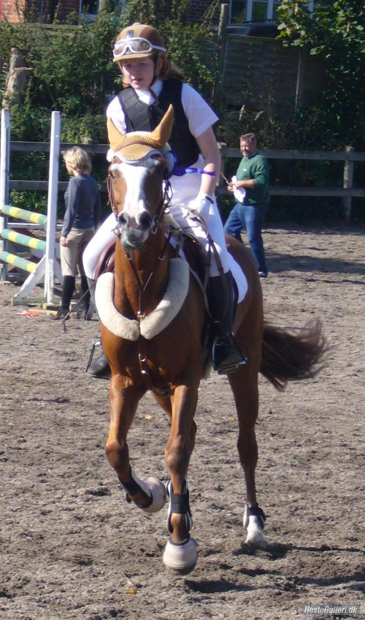 New Forest Telinas Thamara *SOLGT* - ærdesrundte billede 5