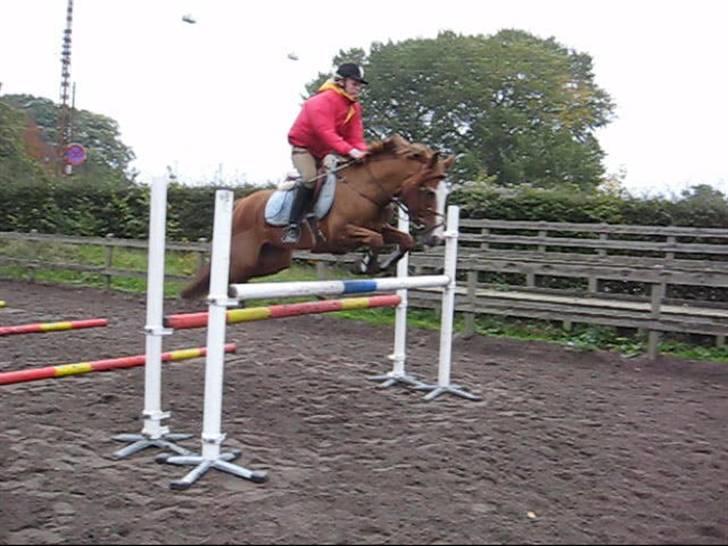 New Forest Telinas Thamara *SOLGT* - springer 125 så let som igen ting billede 7