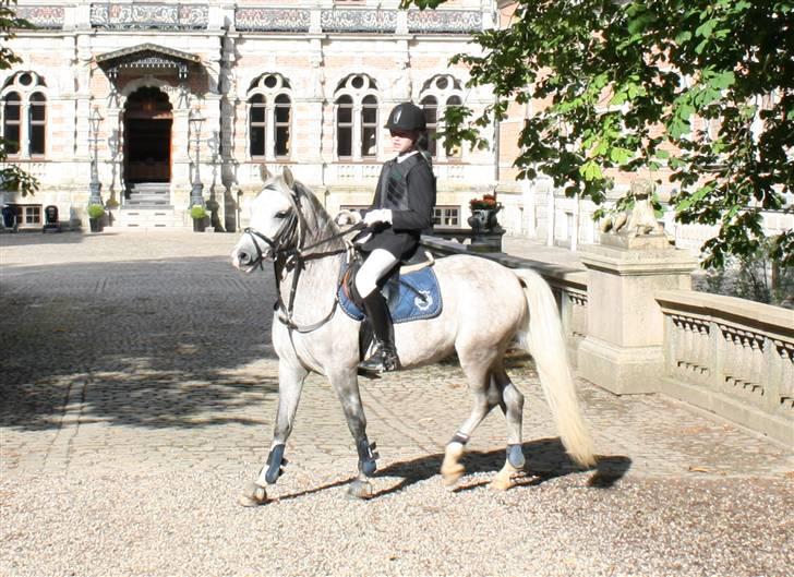 Welsh Pony (sec B) Diablo B-pony /spring  Solgt - Diablo på Frisenborg slot  2009  billede 3
