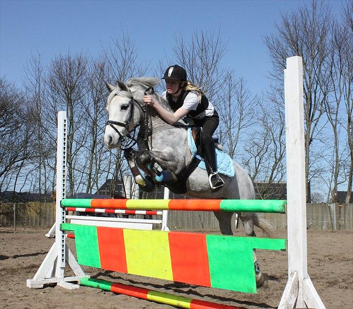 Welsh Pony (sec B) Diablo B-pony /spring  Solgt - springtræning der hjemme på diablo vi springer MB** højde  billede 9