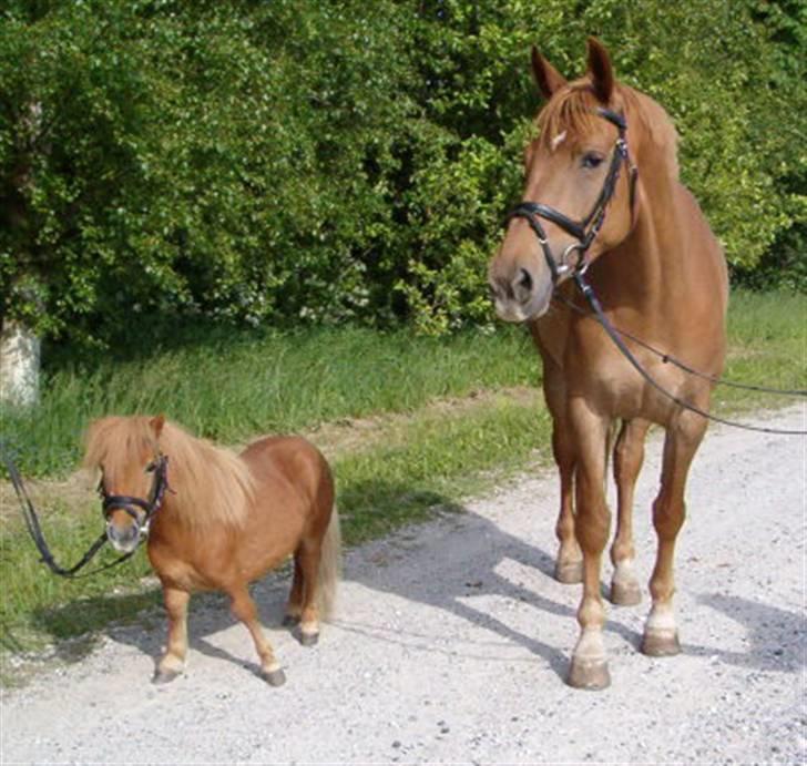 Falabella Betterøv  Solgt - Det er så mig og min veninde, hende er jeg meget varm på billede 6