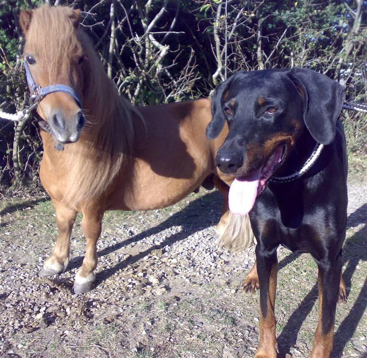 Falabella Betterøv  Solgt - Mig og min ven hunden Cassio. Det er helt pinligt at være mindre end ham billede 7
